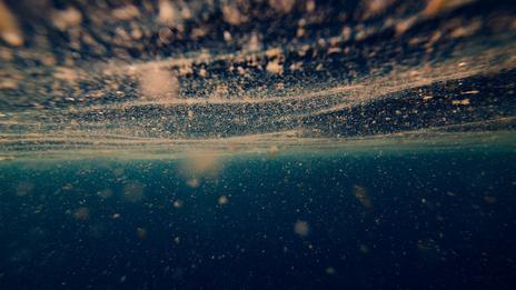 Vagues de chaleur marine : les poissons de l’Atlantique Nord sous pression