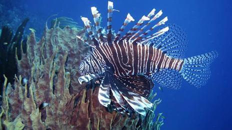Poisson-lion en Méditerranée : quand l’envahisseur finit dans l’assiette
