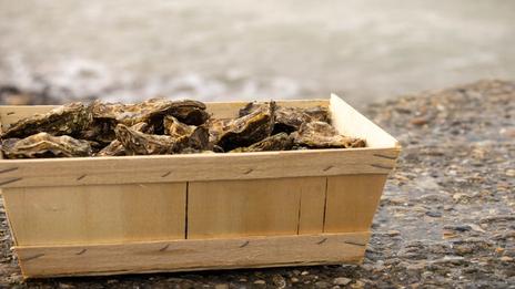 Huîtres de Bouzigues : un rappel sanitaire après une contamination au norovirus