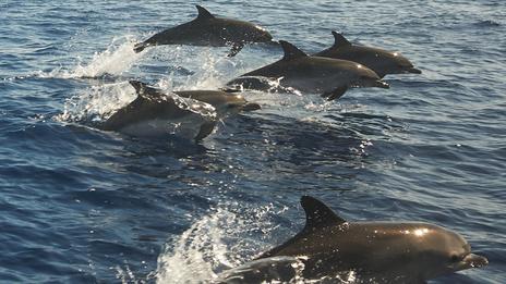 Dauphins du golfe de Gascogne : le climat derrière l’explosion des captures accidentelles