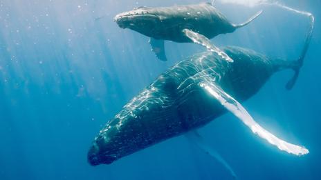 Vraie ou fausse bonne idée : nager avec les baleines ?