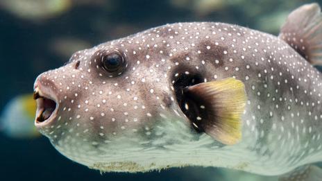 Le fugu, le poisson le plus dangereux à cuisiner : entre gastronomie et poison mortel