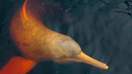 Dauphin rose d’Amazonie, un symbole menacé des eaux douces sud-américaines