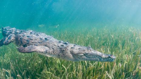 Crocodiles d’eau douce et d’eau salée : deux mondes, une même lignée