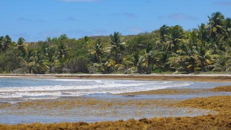 Sargasses en Martinique : les marins pêcheurs mobilisés en mer face à une pollution persistante