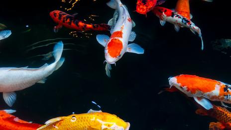 Les poissons, une intelligence longtemps sous-estimée