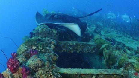 Plongée autour de l'épave du SS Yongala en Australie