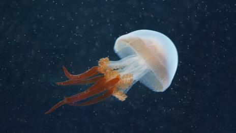 Les méduses sont-elles comestibles ?