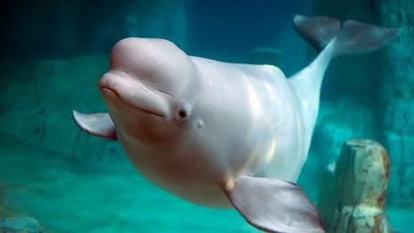 Marineland Canada espère finalement vendre ses bélugas à des parcs américains