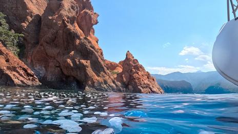 Méduses, poissons venimeux, moustiques, rats : la faune qui peut (vraiment) gâcher une croisière