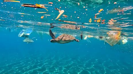 Des microplastiques présents dans un tiers des poissons de plusieurs pays du Pacifique