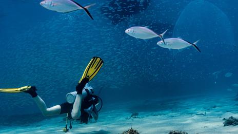 Plongée de loisir à l’étranger : ce qui change vraiment selon les pays