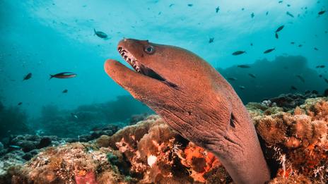 Murène vs requin : ce duel surprenant sous l’eau capturé par National Geographic