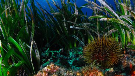 Faut-il manger des oursins pour sauver les algues ?