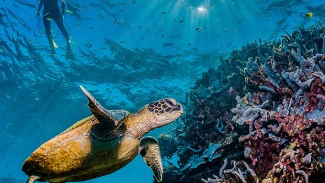 Top 5 des régions les plus fiables pour plonger en hiver