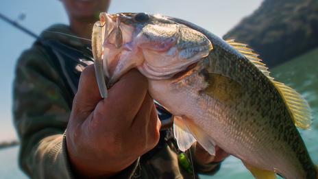Quels sont les poissons les plus simples à pêcher pour débuter sans frustration