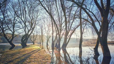 Tempête Nils et sols saturés : pourquoi la végétation devient beaucoup plus vulnérable aux rafales ?