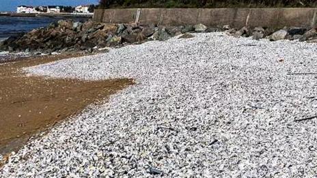 Charente-Maritime : des milliers de coquilles d’huîtres déferlent sur les plages