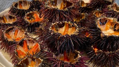 Saison des oursins : pourquoi l’hiver reste le moment idéal pour déguster leur corail