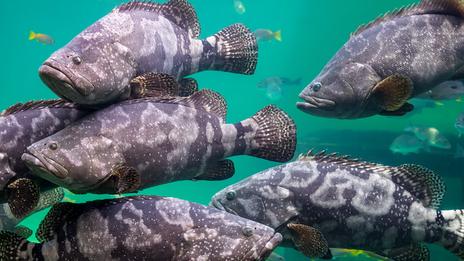 Mérou : le seigneur discret des récifs méditerranéens