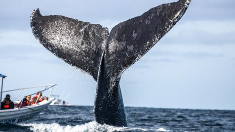 À la rencontre des baleines grises dans la mer de Cortés, le sanctuaire sauvage du Mexique