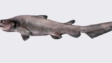 Requin lutin : plongée au cœur du mystère le plus déroutant des abysses