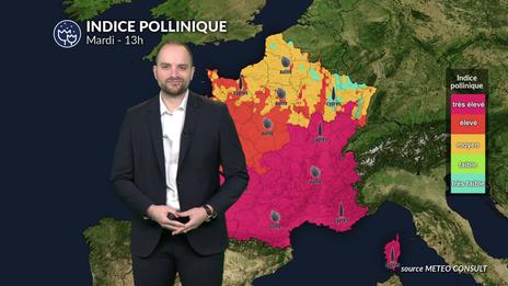 Bulletin pollinique du 23 février : gare à l'arrivée des aulnes avec la douceur