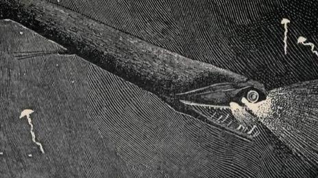 Poisson dragon noir : le prédateur abyssal le plus fascinant des grandes profondeurs