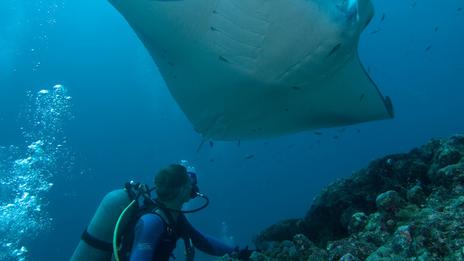 Plonger avec les raies manta : 5 spots mondiaux où la rencontre est presque assurée