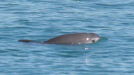 Vaquita : le cétacé le plus rare du monde face à l’extinction imminente