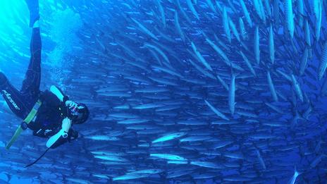 Tourisme sous contrôle : comment obtenir un permis pour plonger à Sipadan, joyau protégé de Bornéo