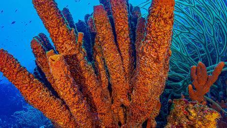 Les éponges de mer, ces animaux méconnus qui façonnent les océans