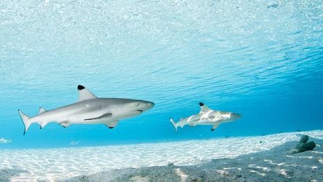 Nouvelle-Calédonie : après une attaque mortelle à Nouméa, la délicate question des requins relancée