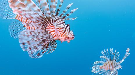 Rascasse volante en Méditerranée : invasion silencieuse, menace réelle pour les écosystèmes