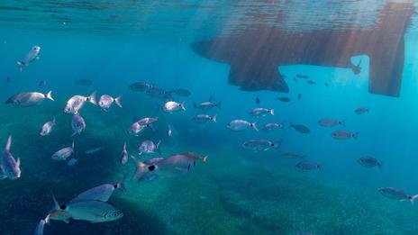 Plonger en Méditerranée en mars : 3 sites où la vie sous-marine se réveille avant la saison