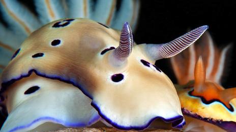 Nudibranches : ces limaces de mer aux couleurs éclatantes qui fascinent les plongeurs