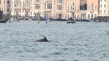 À Venise, le dauphin “Mimmo” s’installe dans la lagune : les scientifiques appellent à une protection urgente