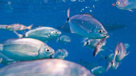 Découverte de la vie sous-marine au coeur des îles d'Or