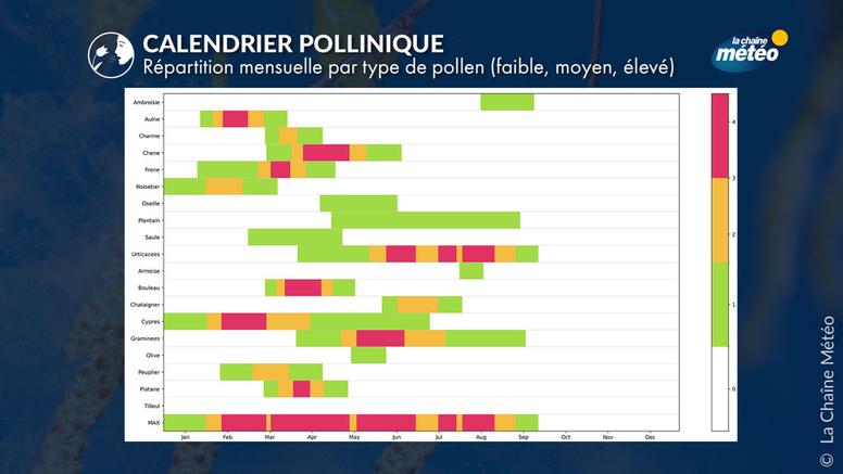 Calendrier pollinique en France : quand les allergies frappent-elles le plus fort ?