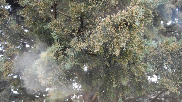 L’allergie aux pollens de cyprès
