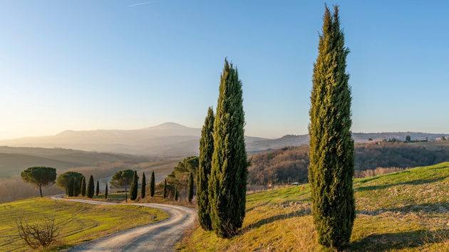 Le cyprès est un arbre typique du bassin méditerranéen et du Moyen-Orient Pollens Et Allergies