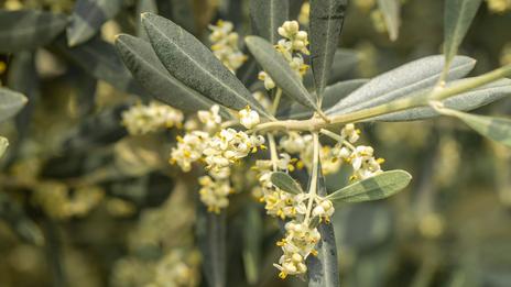 Pollen et allergies : l’allergie aux pollens d’olivier