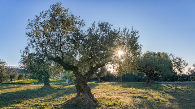 Pollens Et Allergies