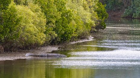 VIDÉO. Après des inondations records dans le nord de l’Australie, les crocodiles sont partout