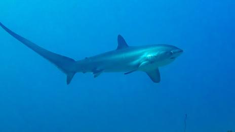 Requin renard : le requin à la queue géante qui assomme ses proies dans les océans