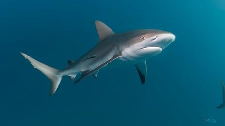 Pourquoi certaines espèces de requins remontent vers le nord ? Ce que disent vraiment les données scientifiques