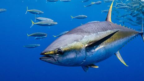 Pêche au thon rouge : quotas actuels et réglementation en vigueur en France