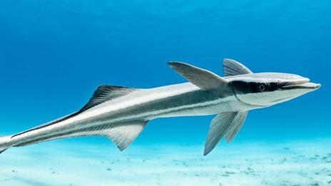 Les rémoras, ces passagers clandestins des océans