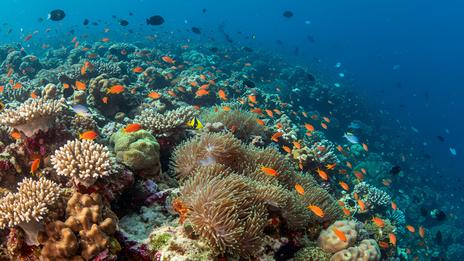 Un poisson de récif réussit un test d’intelligence autrefois réservé aux grands singes