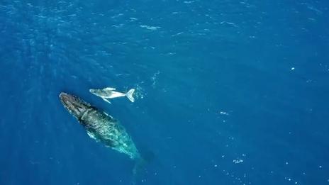 Guirec Soudée passe à quelques encablures de Sainte-Hélène, l’île chargée d’histoire de Napoléon